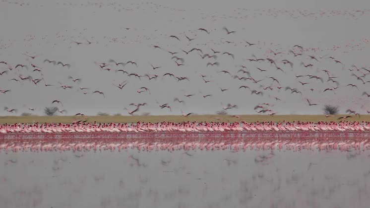 Video: Flamingos, Nata Bird Sanctuary, Botswana Flamingos ...