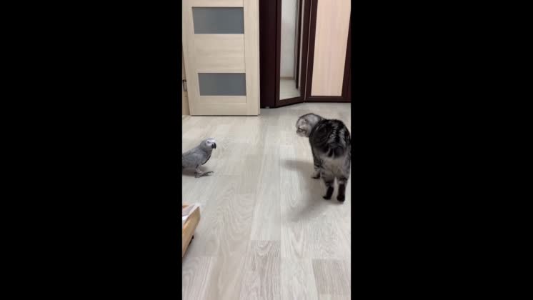 Video: Parrot s attempt at conversation meets cat s agression in Moscow ...