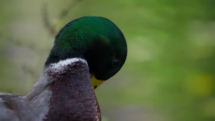 Video: Duck cleaning itself and pulling on feathers A duck cleaning ...