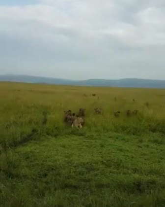Video: Hyenas hunting down the lions in the safari The hyenas hunting