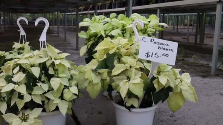 Video: Poinsettia flowering plants in white plant pots with price tag ...