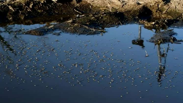 Video: Dipterans of the Brachydeutera genus on a pond The dipterans of ...