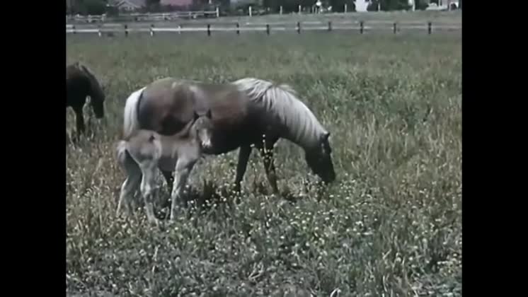 Video: Newborn foals learn to walk and nurse from their mothers in